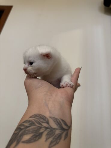 Pişiklər: Şotland — 2