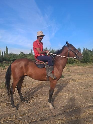 сотиладигон уйлар: Продаю | Жеребец — 1