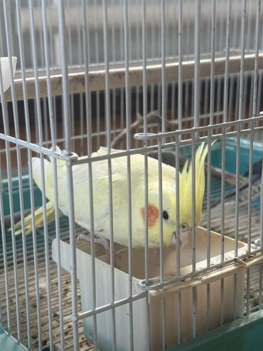 питьевые витамины для волнистых попугаев: Продаю вместе с клеткой Кореллы (нимфы) в клетке - Вид: попугаи