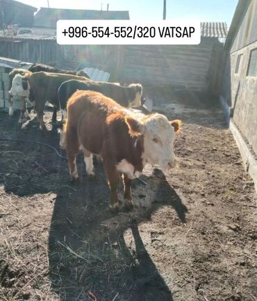 продаю музоо торпок корова самка бык самец айрширская ангус алатауская на забой для разведения на откорм племенные нетель привязанные: Продаю | Корова (самка), Бык (самец), Тёлка | Ангус, Герефорд, Голштин | На откорм, На забой, Для разведения | Племенные, Нетель