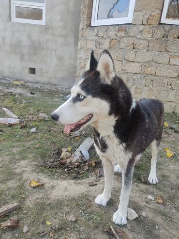 İtlər: Xaski, 1 il, Dişi, Peyvəndli -da lalafo.az — 4 İtlər: Xaski, 1 il, Dişi, Peyvəndli — 4