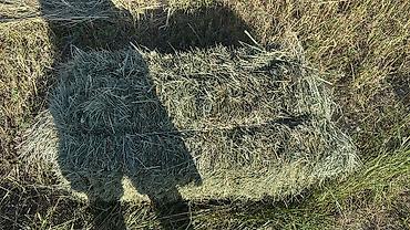 лошади рысак: Сено в тюках 3 укос клевер и разнотравье - Прессованные прямоугольные — 3