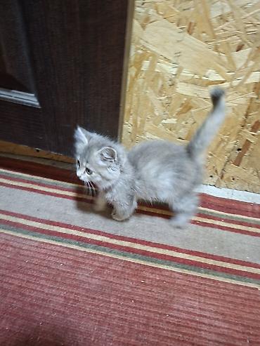 корма драбилка: Кошка даром: Беспородная, 2 месяца, Девочка, Приучена к лотку, Проглистована, С прививками — 2