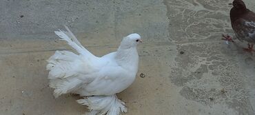 Göyərçinlər: Sari qara cutdu.sarinin ata anasi 6 saat ucur .cutu 45manata.pavlin 10 — 4