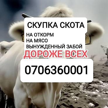 швиц бычки: Скупка скота. Принимаем: - на откорм - на мясо - вынужденный забой — 1