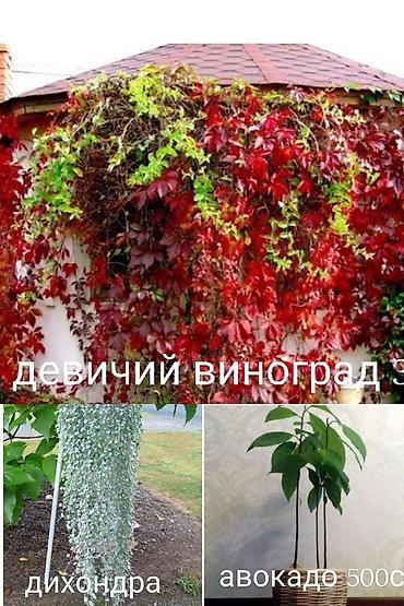 Другие виды семян и саженцев: Все растения что на фото, есть в наличии — 13