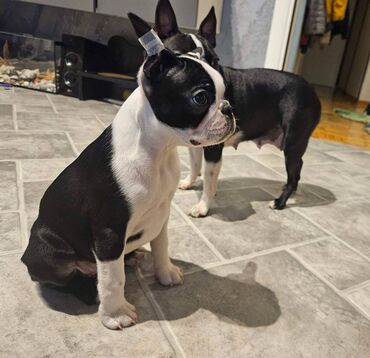 Psi: Na prodaju štenci rase BOSTON TERIJER, prekrasnih, zdravih roditelja na lalafo.rs — 6 Psi: Na prodaju štenci rase BOSTON TERIJER, prekrasnih, zdravih roditelja — 6