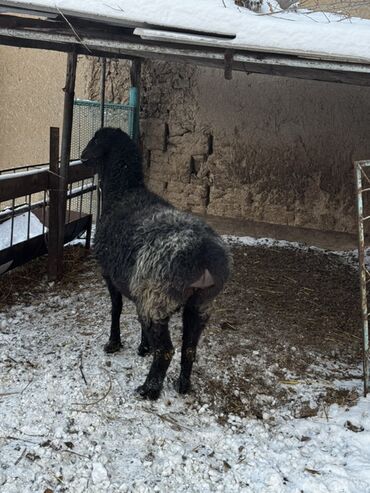 Бараны, овцы: Продаю | Овца (самка), Баран (самец) | Арашан — 12