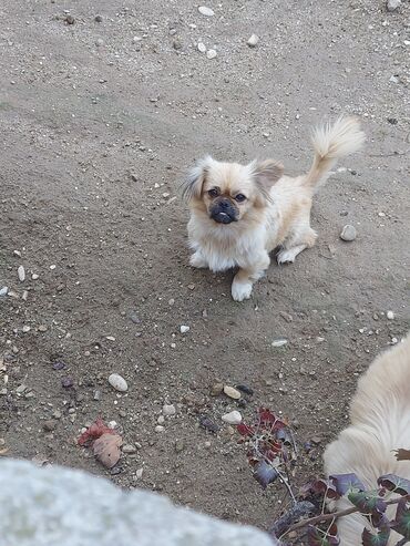 той пудель цена в баку: Pekines, 2 il, Dişi