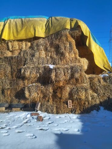 саман сатылат: Арпа саман тук сатылат 100шт