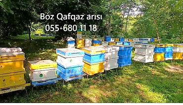 Arılar: Satışda 6 ramkalıq (ancaq 23 sm-lik ramka ) arı ailələri mövcuddur.Boz — 3