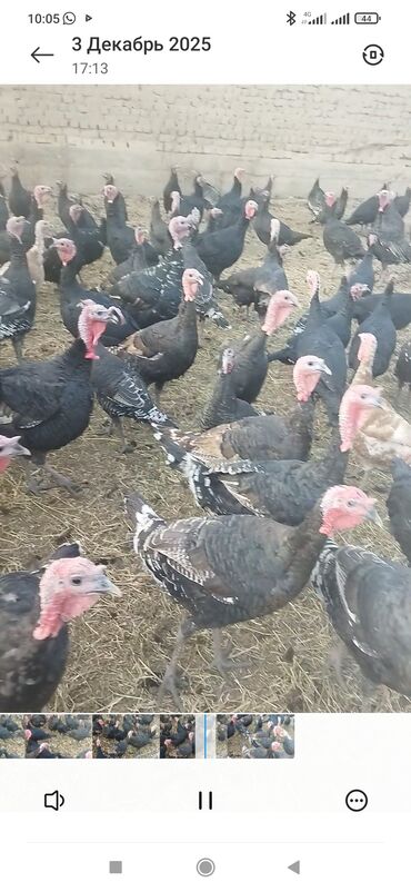 Индюки: Продаю | Индюк (самец) | Полукровка | На забой | Племенные — 2