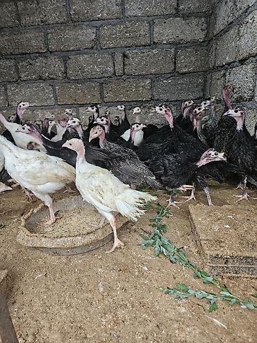 bulbul quşu satışı: Salam amerkan bronz temiz qan bunlarin erkeyi 16 kq uacan et yiga — 1