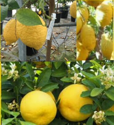 Limon: Qreyfrokt Pantaroza, Kivifeyxoa ən iri sort .4 illik aqaclar