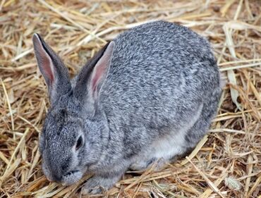 Другое: Продаю кролика 3000сом порода Фландр самка