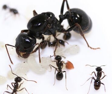 соль для животных: Messor Structor муравьи-жнецы. Если спросить любого мирмекипера со