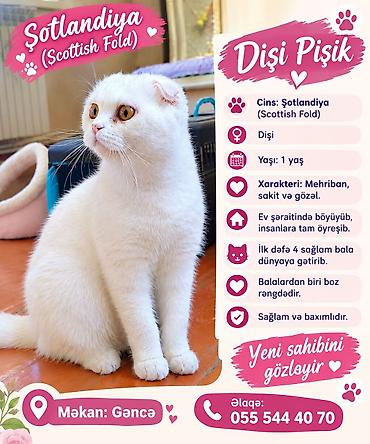 koşka: Şotland, Dişi, Yaxşı əllərə — 1