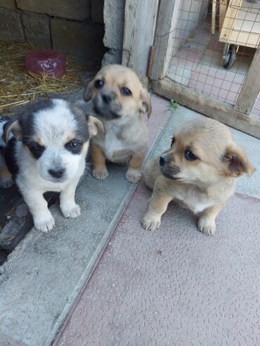 İtlər: Pekines, 2 ay, Dişi, Ünvandan götürmə