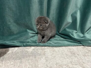 кара балта животные: Продаются котята 
Чистокровные Шатландцы 
Мальчики 
Очень воспитанные