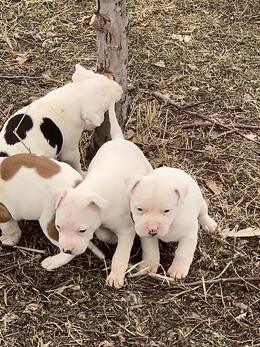 Продажа собак: Питбуль, 1 месяц, Самец — 1