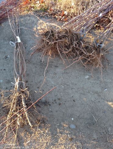 Şitillər: Sağlam meyvə tinglərin satişi çatdırılma pulsuz — 13