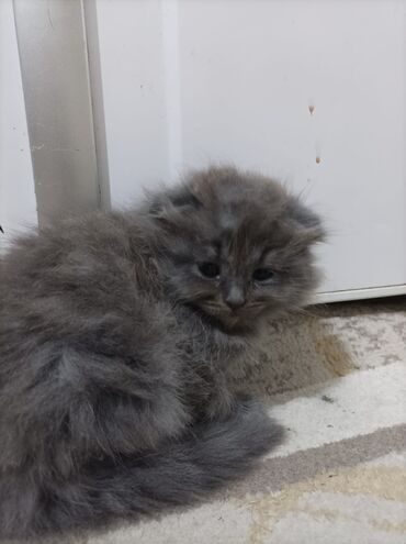 Pişiklər: Dişi, Erkək, Yaxşı əllərə, Ödənişli çatdırılma, Ünvandan götürmə, Rayonlara çatdırılma — 1