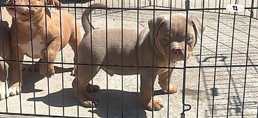 Psi: American bully pocket lilac štenci. 4 lilac zenki, 2 zute zenke — 2