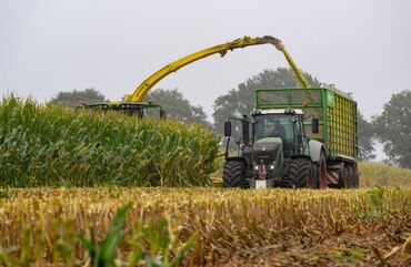 корм для домашних животных: Продаются силос кукурузный 🌽 Цена за кг Сорт "Аталык 425 МВ F-1