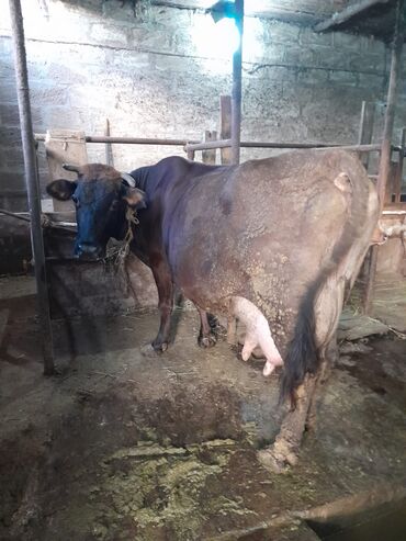 cins ineklerin qiymeti: 15 gundu dogub 17litir sud verir 5ci qarni erkey balasi var