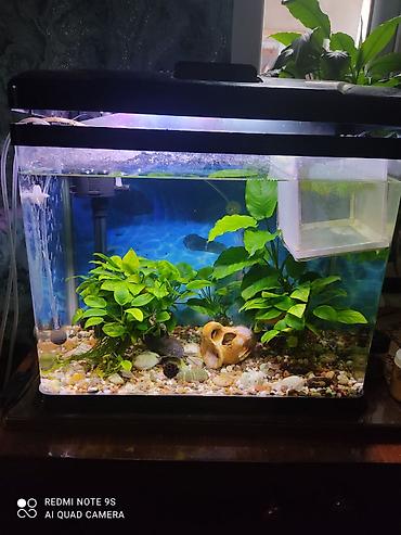 Аквариумы: Аквариум заводской, с крышкой 60 литров, со всеми комплектующими — 3