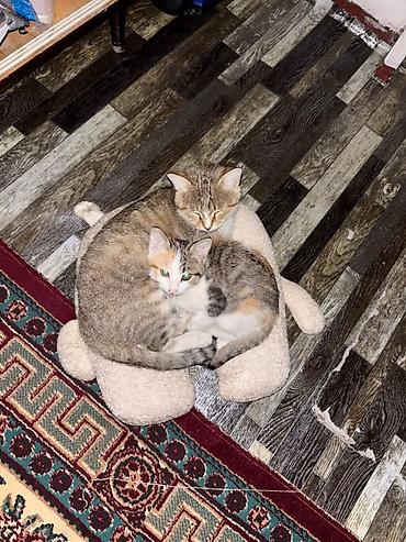 щенка шпица: Город Ош отдам в добрые руки Котенок короткошёрстные, трёхцветные — 2