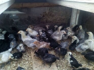 Птицы: Продаю месячных цыплят от разных пород.140штук