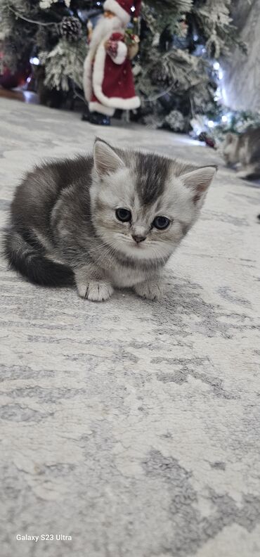 Pişiklər: Britan — 3