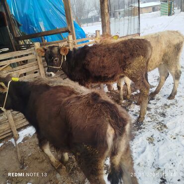 Коровы, быки: Продаю | Тёлка | На откорм | Привязанные — 10