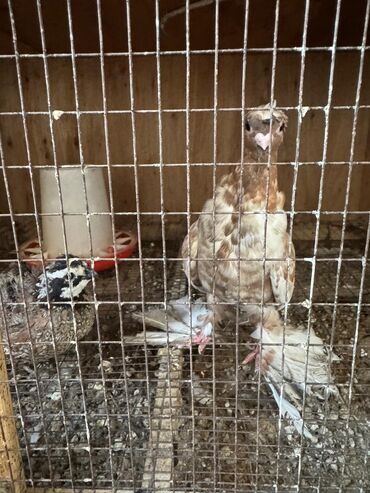 домашние голуби: Продам голубя двухчубый