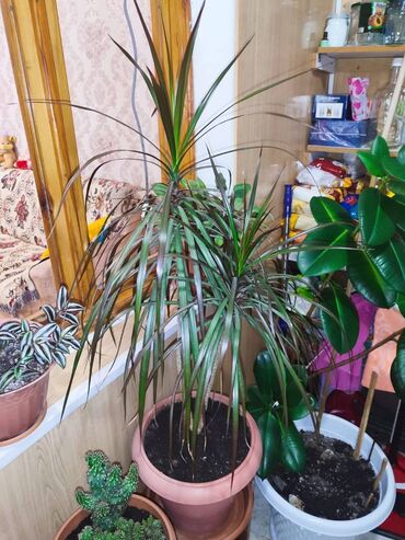 Otaq bitkiləri: Otaq bitkiləri dəsti – dibçəklərlə birlikdə. Zəhmət olmasa zəng edin — 2