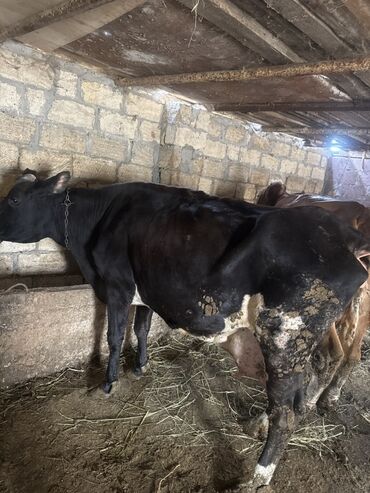 Inəklər, öküzlər: Inəklər öz qapimizin heyvnalradir saf qan simental balalari ilə — 3