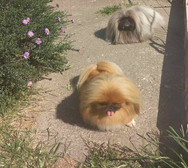 Psi: Pekinezeri, pravi, izuzetno poreklo, rodovnik, knjižice, vakcine na lalafo.rs — 14 Psi: Pekinezeri, pravi, izuzetno poreklo, rodovnik, knjižice, vakcine — 14