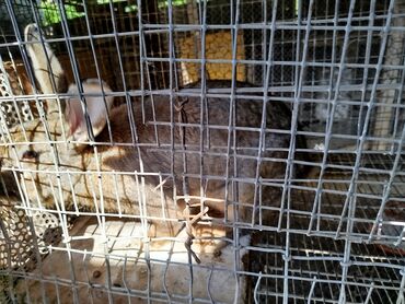 калифорния кролик: Продаю крола.Крол развязан обгулял 3 самки 8,5месяцев полностью
