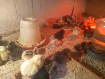куплю суточных цыплят: Продаю суточные цыплята домашние несушки