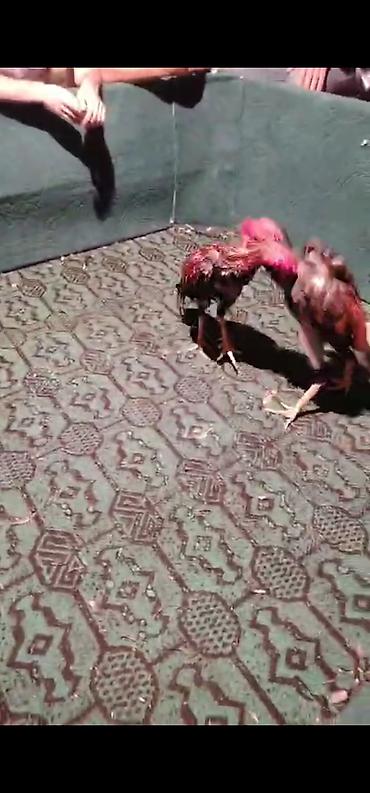 Xoruzlar: Xoruz, Heyratı, il: 3, Ödənişli çatdırılma — 1