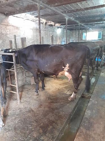 inək adı: 20 litir sud verir 4 aydi dogdugu 4cu qarnidi erkey balasi var — 2