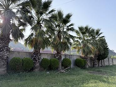 paulownia ağacı: Məhsul: 5 Dekorativ palma ağacları (fan tipli yarpaqlı, Washingtonia — 1