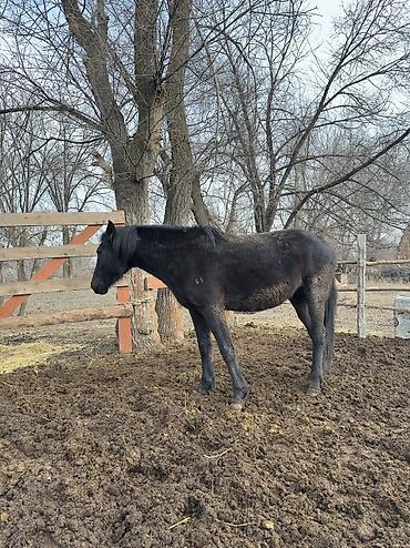 Лошади, кони: Продаю | Кобыла (самка), Конь (самец), Жеребенок | Полукровка | На забой, Для разведения, Для молока — 9