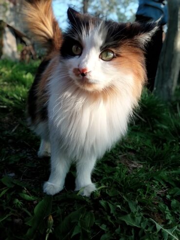 купить тайскую кошку: Милая,хорошая,игривая,умная,сильная,храбрая,добрая,пушистая