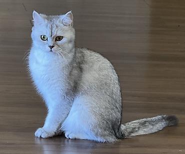 кошка мейн кун: Породистые котята, домашнее разведение. Родились 22 августа ( 2 мес) — 8