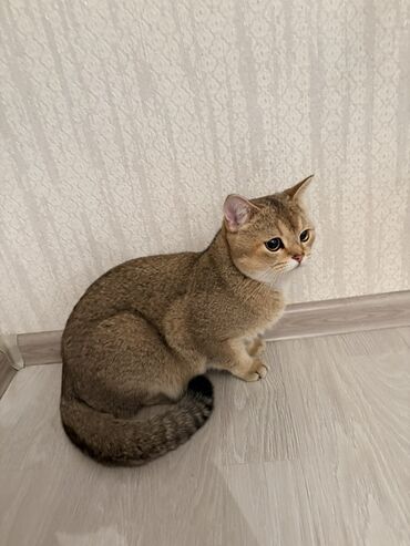 отдам даром кота: Британская