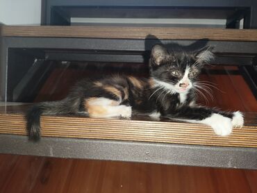 американская жесткошёрстная кошка: Кошка даром: Беспородная, 2 месяца, Девочка, Приучена к лотку, Проглистована