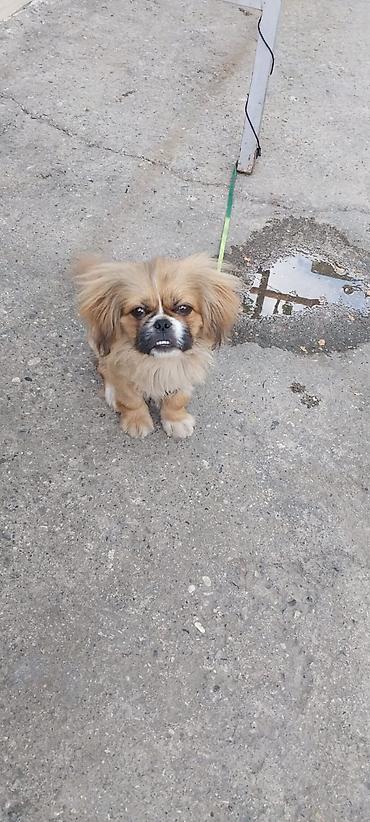 heyvan per page 40: Pekines — 1
