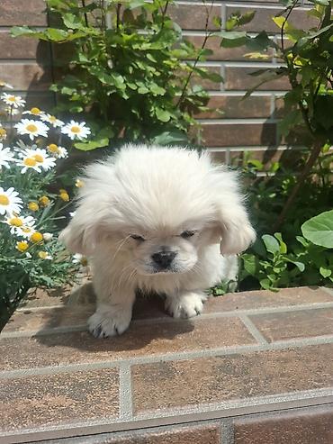 İtlər: Pekines, 3 ay, Erkek, Peyvəndli, Pulsuz çatdırılma — 9